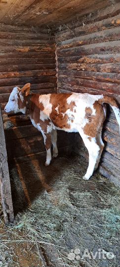 2ве тёлочки