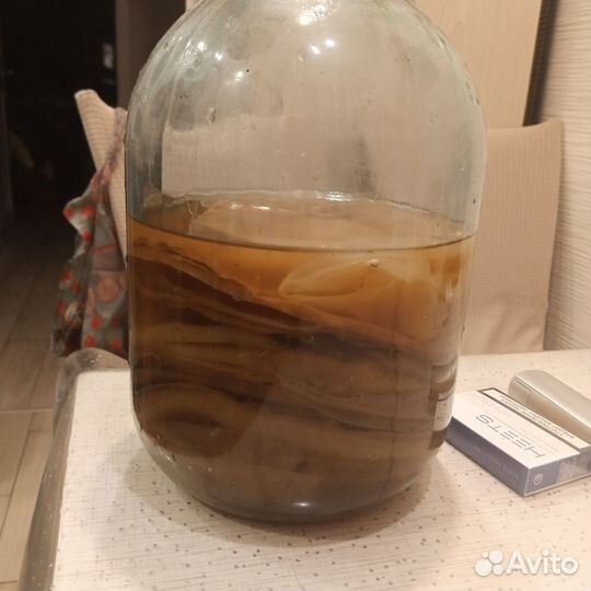 Чайный гриб