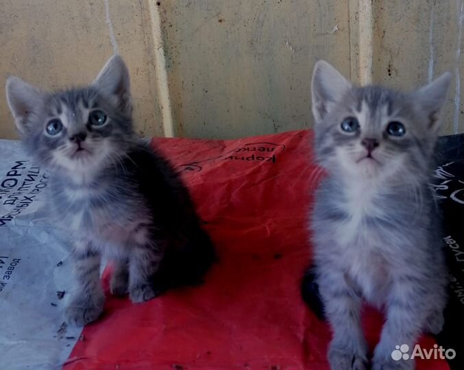 Отдадим котят в добрые руки