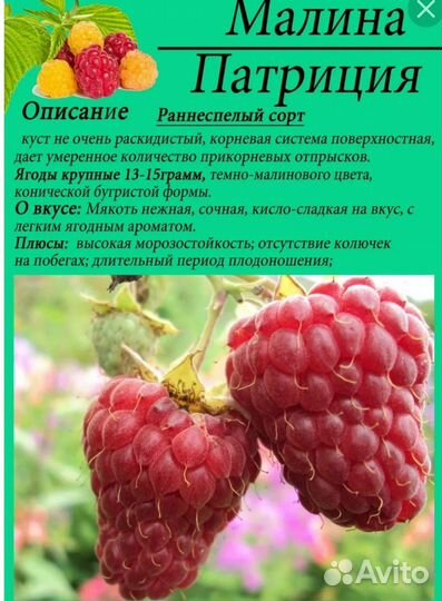Продажа саженцев малины