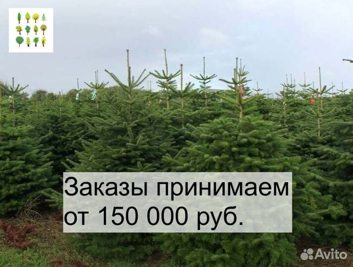 Ель