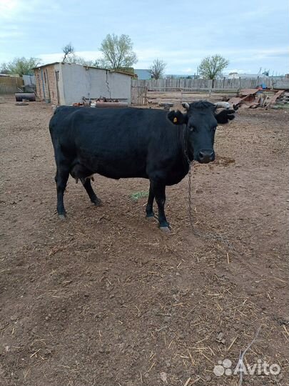 Корова молочная