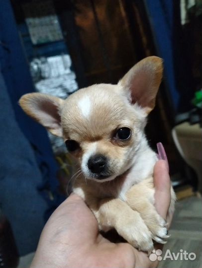 Щенки чихуахуа мини девочка и мальчик