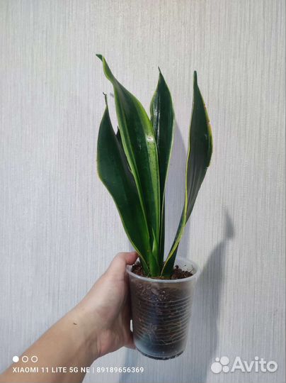 Сансевиерии разных сортов