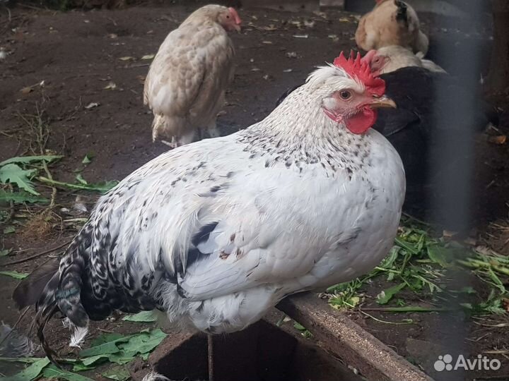 Петухи