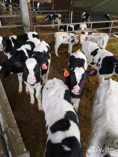 Телята бычки