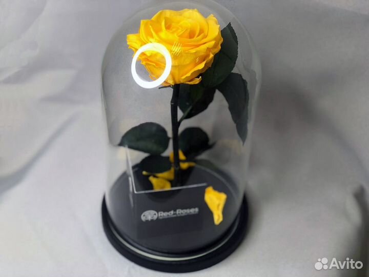 Вечная роза в колбе