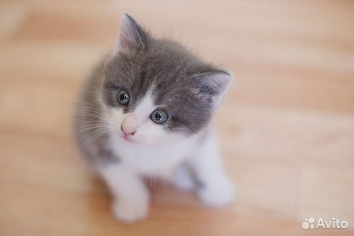 Да маленьких серых котенка 1,5 месяца в дар