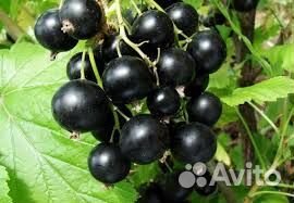 Саженцы чёрной и красной смородины и крыжовника