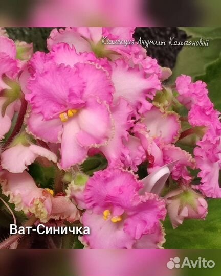 Срез черенков фиалки