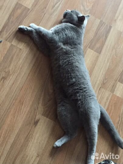 Британец вязка