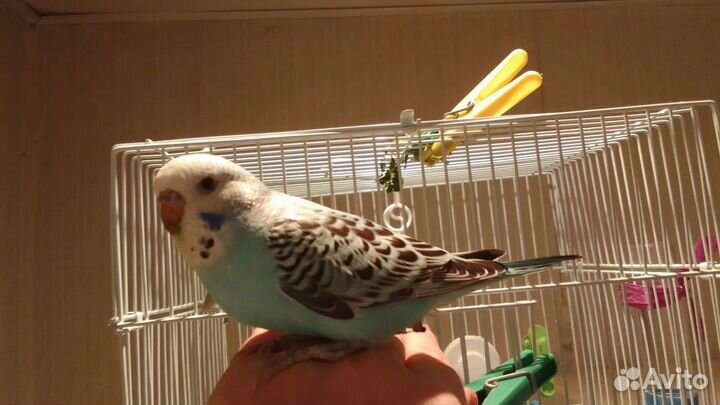 Птенцы Чехи Волнистый попугай