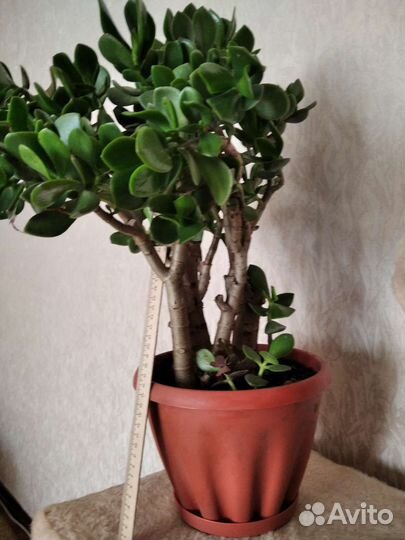 Крассула толстянка (денежное дерево)