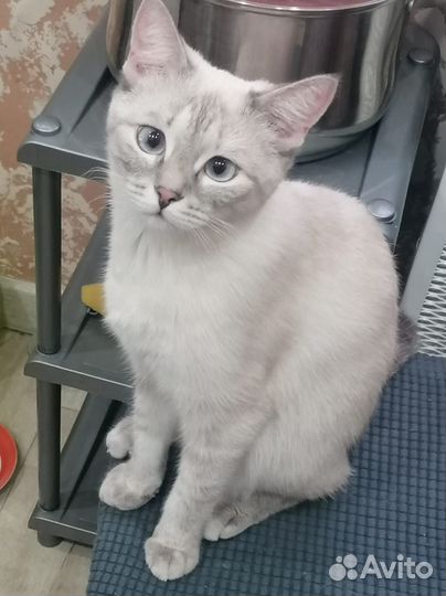 Отдам кошечку в добрые руки