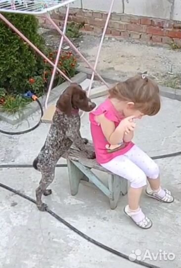 Щенки курцхаара