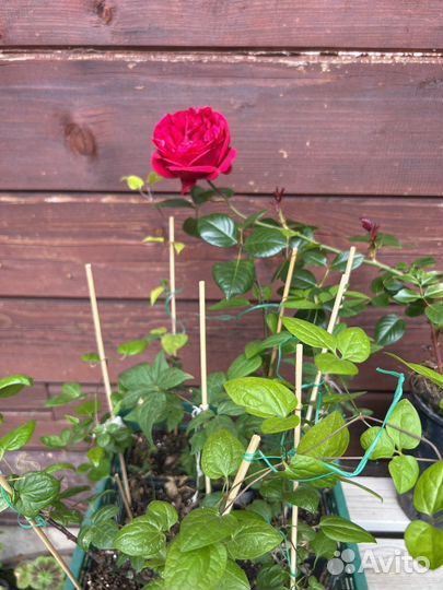 Саженцы клематиса