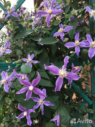 Продам клематис Сизая птица