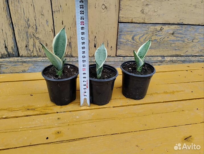 Сансевиерия Ханни Крем