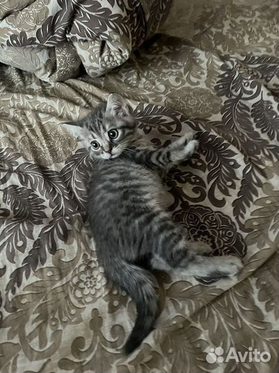 Котенок 1'5 месяца