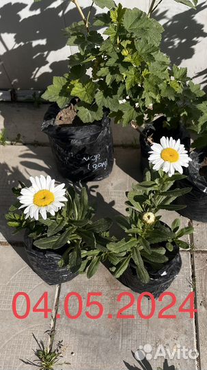 Ромашка крупная