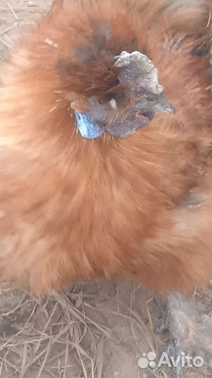 Петух китайский шелковый
