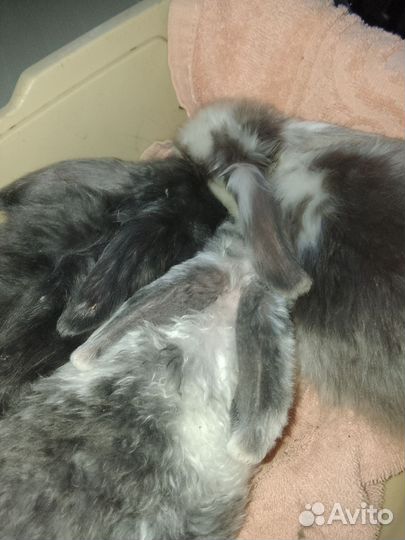 Крольчата 1,5 и 3 месяца