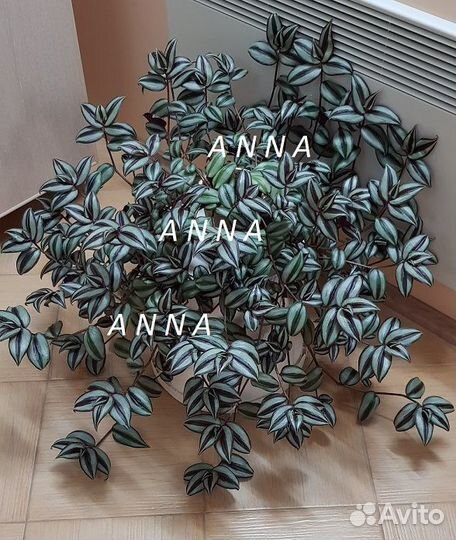 Традесканция зебрина