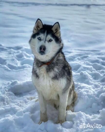 Хаски Эмили