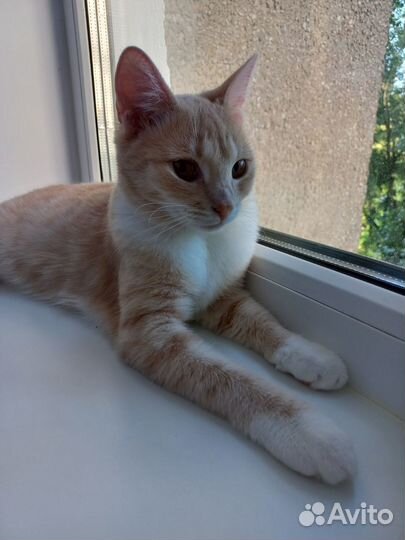 Поиск дома для юной кошечки