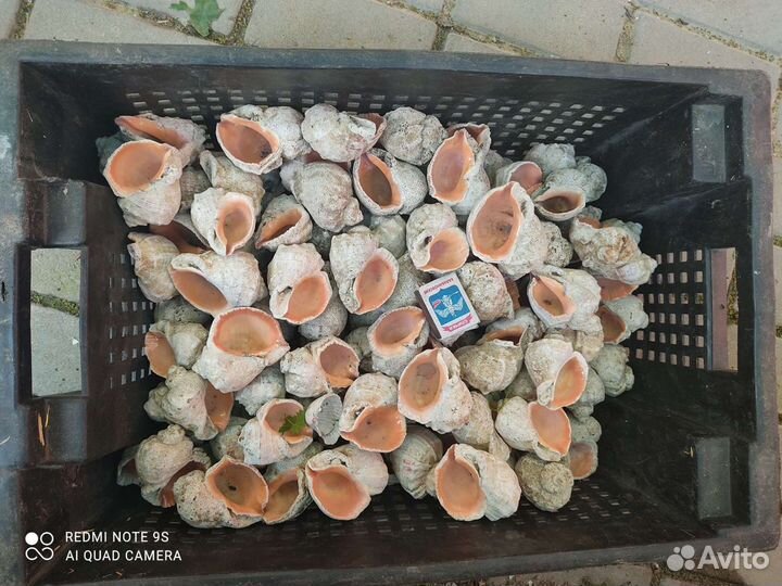 Отдам сувенир ракушка Рапана