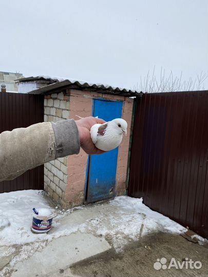 Продажа голубей пермских
