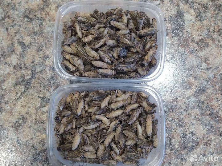 Сверчок очищеный банановый(заморозка)