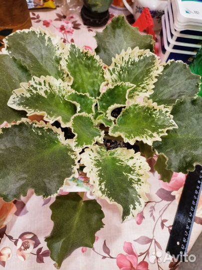 Сортовые фиалки листики