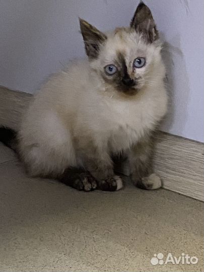 Отдам котенка