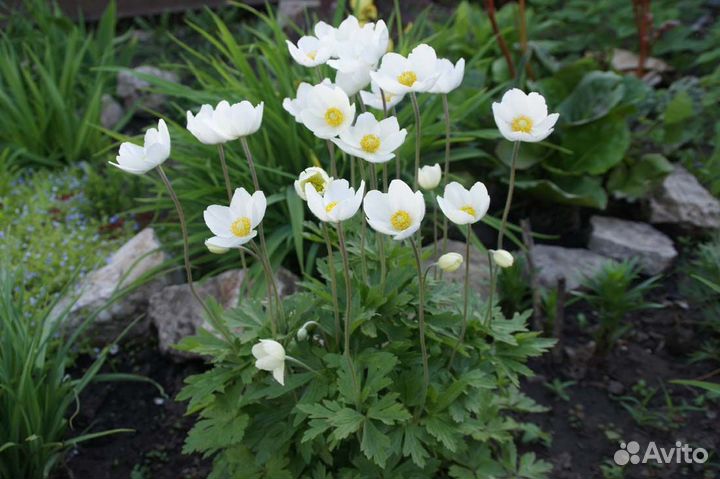 Анемона, колеусы