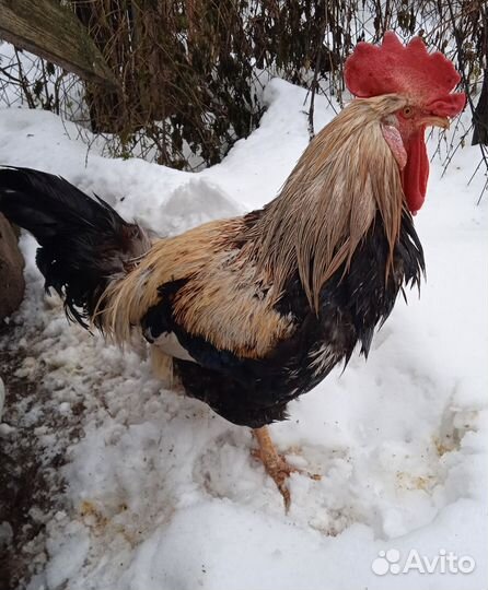 Петух 2 года
