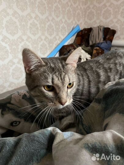 Кот в добрые руки