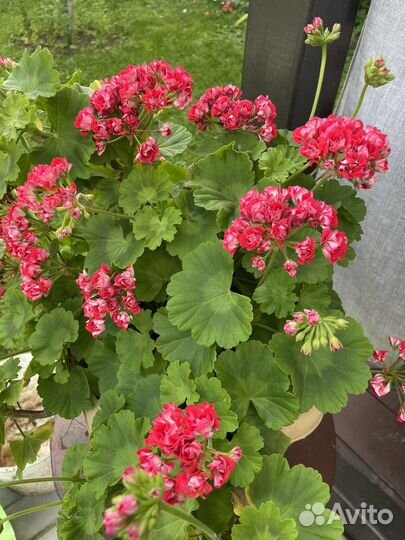 Пеларгония герань Тюльпановидная