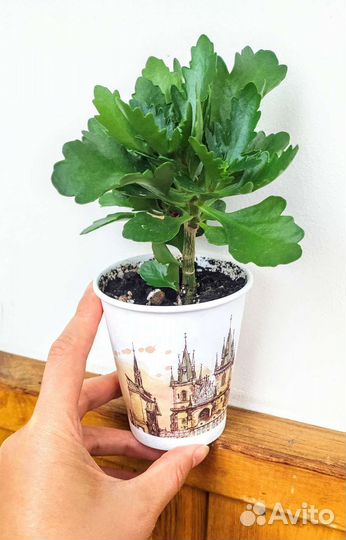 Комнатные растения