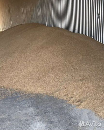 Ячмень зерно