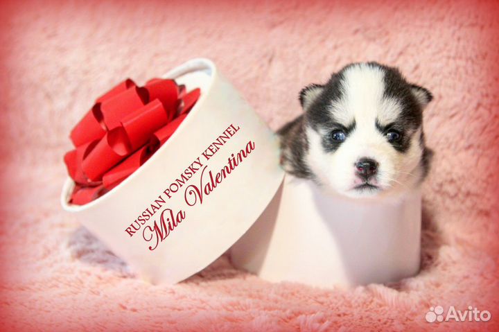 Голубоглазые Помски