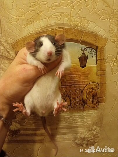 Крысы, крысята дамбо