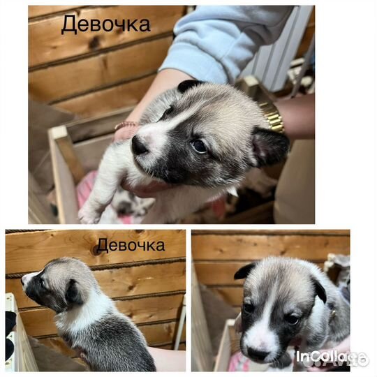 Щенки в добрые руки