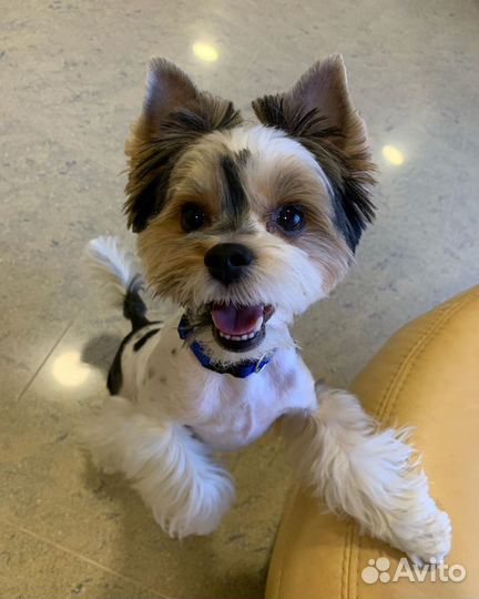 Зоогостиница. Передержка домашних животных