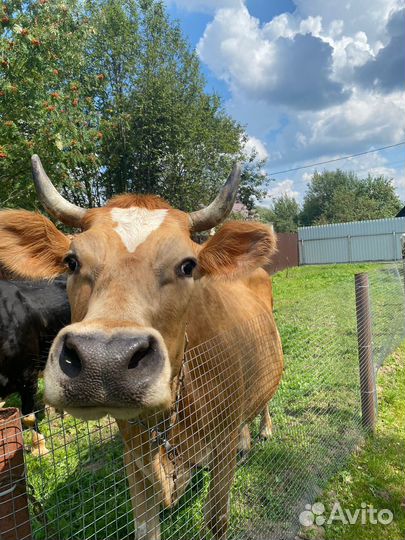 Продаются коровы
