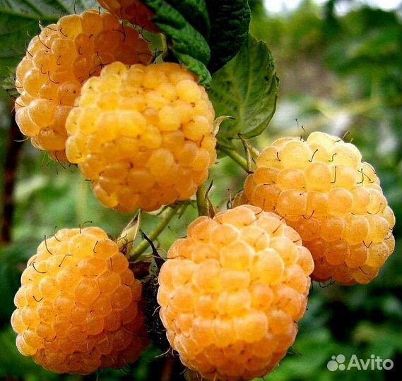Саженцы малины жёлтой,клубники,голубики,миндаля