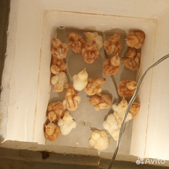 Цыплята Ломан Браун