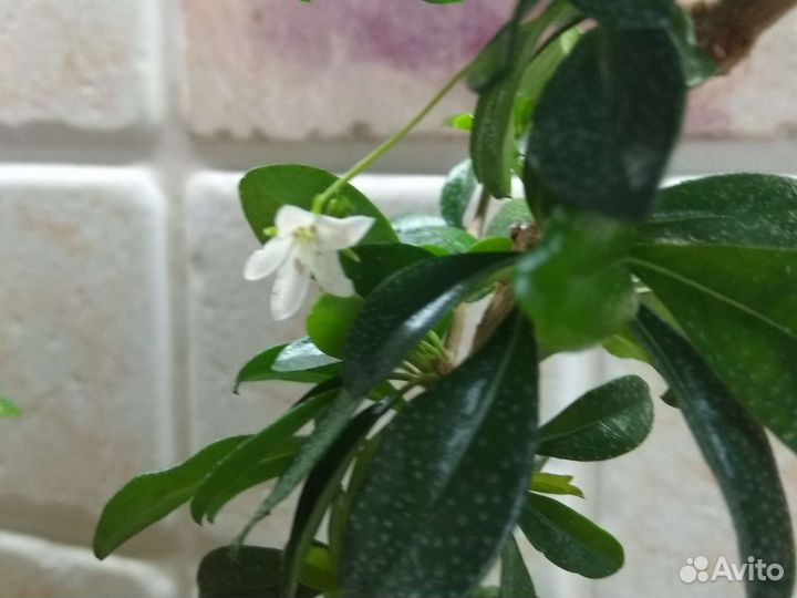 Кармона, чайное дерево