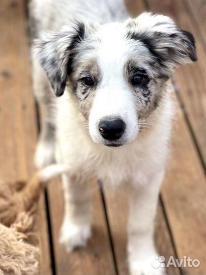 Щенки бордер колли