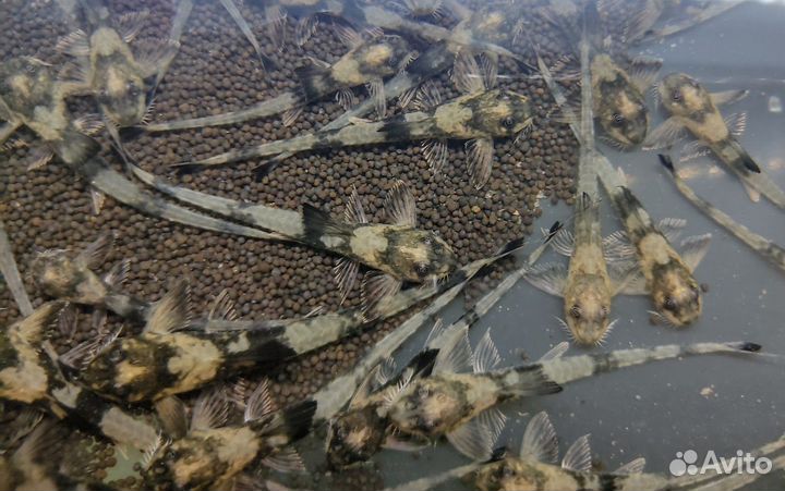 Симилима Лорикария Королевская мирный редкий сом